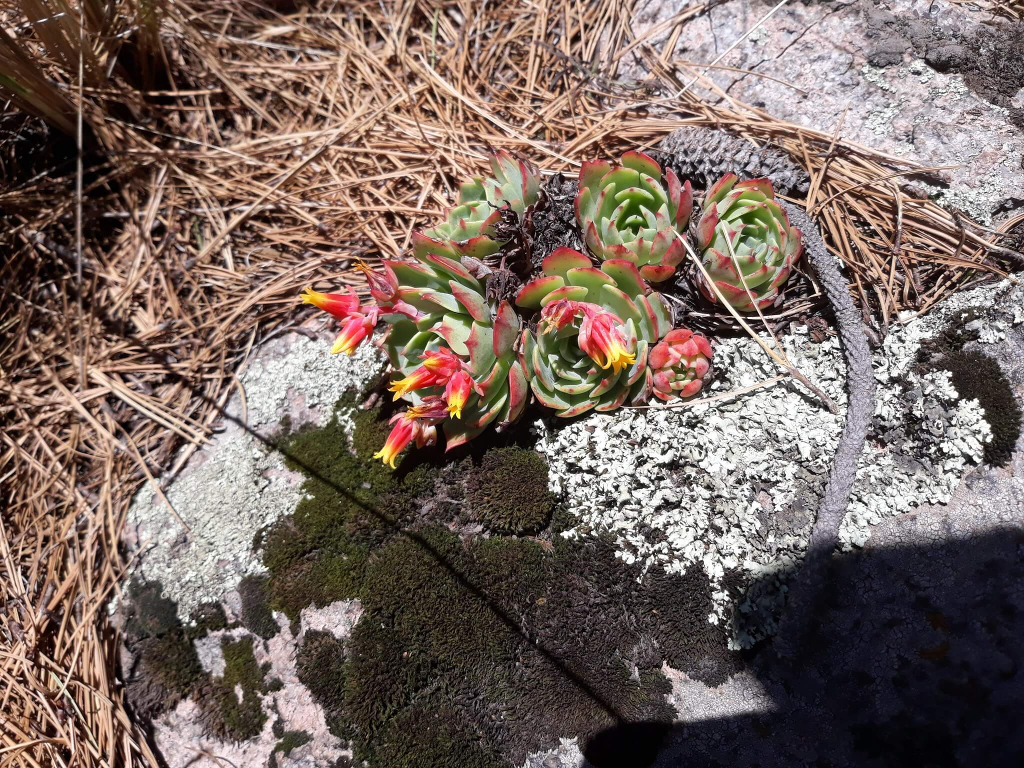 Echeveria sedeveria 'Blue Elf'